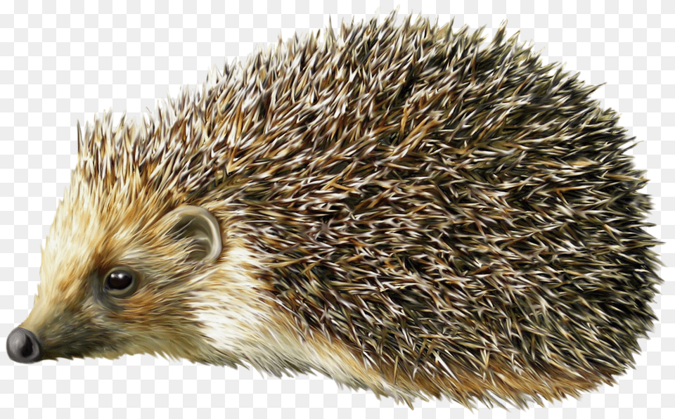 Hedgehog, Animal, Mammal, Plant, Porcupine Png