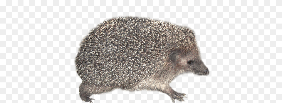 Hedgehog, Animal, Mammal, Porcupine, Rodent Png