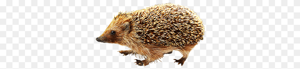 Hedgehog, Animal, Mammal, Rat, Rodent Free Png