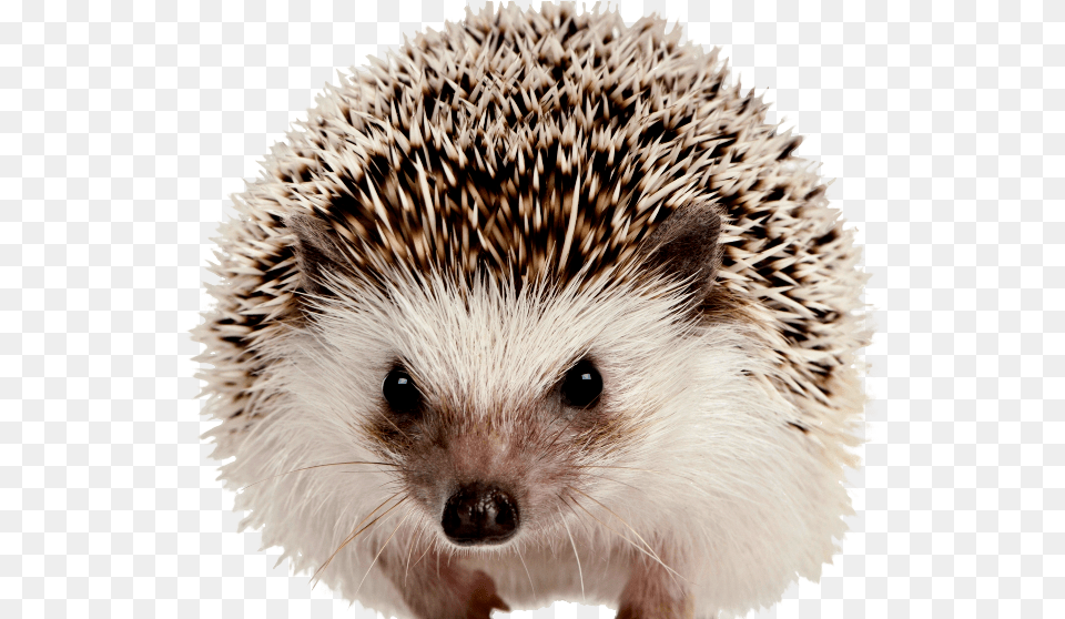 Hedgehog, Animal, Mammal, Porcupine, Rodent Free Transparent Png