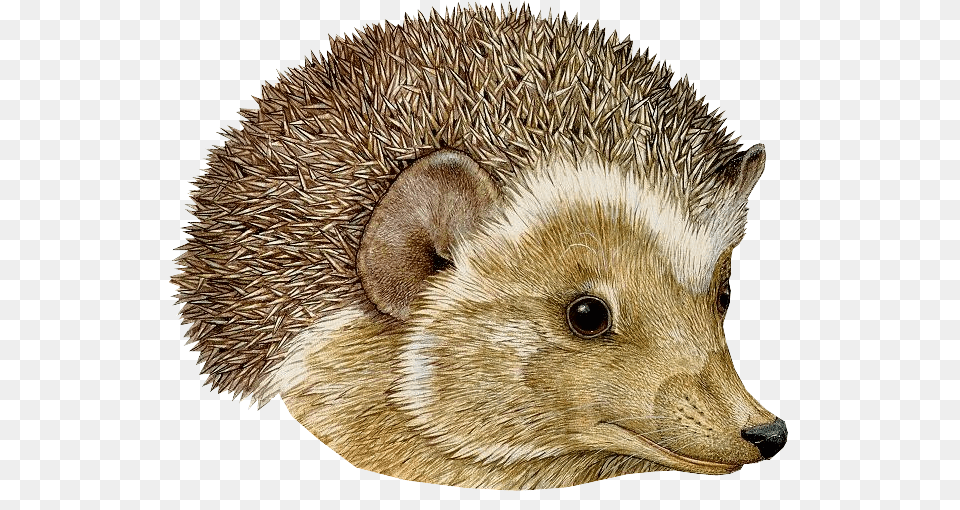 Hedgehog, Animal, Mammal, Rat, Rodent Png Image