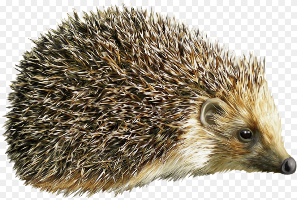 Hedgehog, Animal, Mammal, Porcupine, Rodent Png