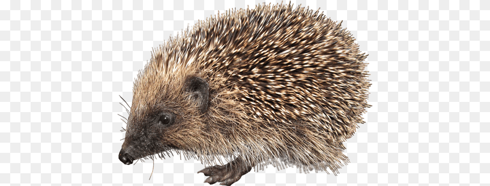 Hedgehog, Animal, Mammal, Porcupine, Rodent Free Png