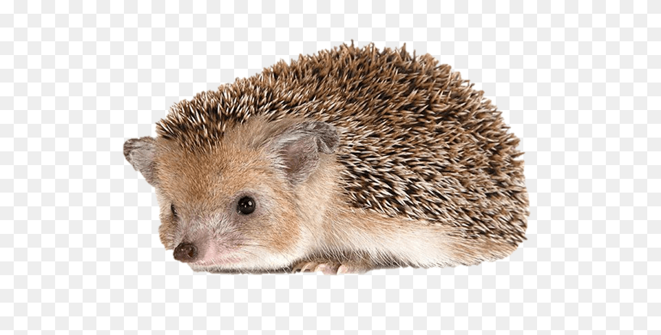 Hedgehog, Animal, Mammal, Rat, Rodent Free Png