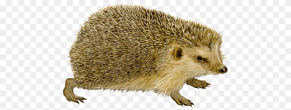 Hedgehog, Animal, Mammal, Rat, Rodent Free Transparent Png
