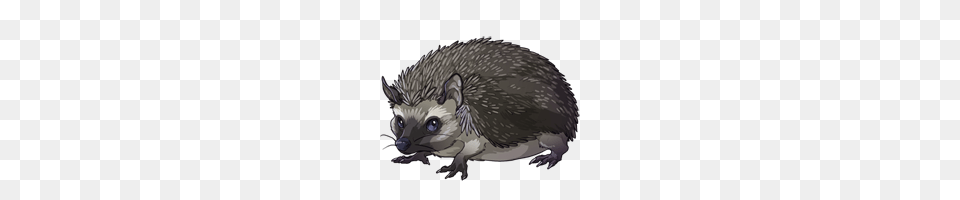 Hedgehog, Animal, Mammal, Cat, Pet Free Transparent Png