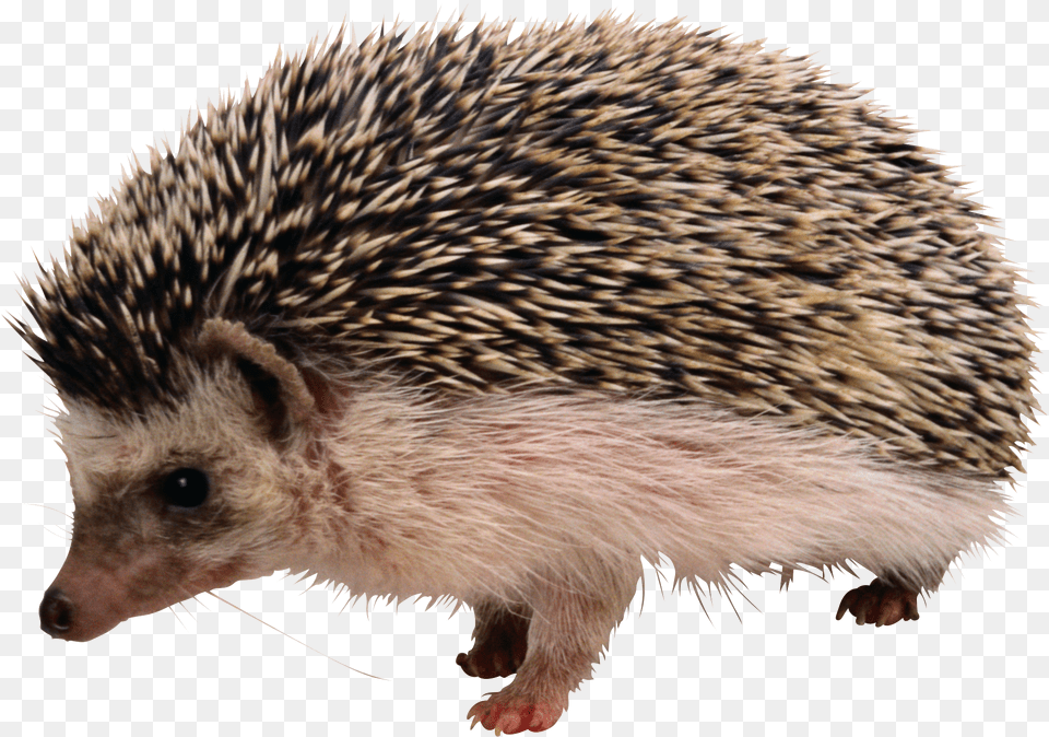 Hedgehog, Animal, Mammal, Rat, Rodent Free Png