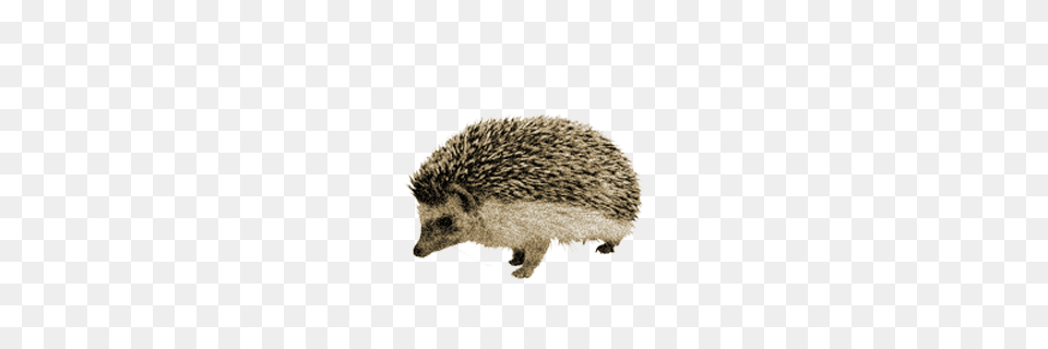 Hedgehog, Animal, Mammal, Porcupine, Rodent Png