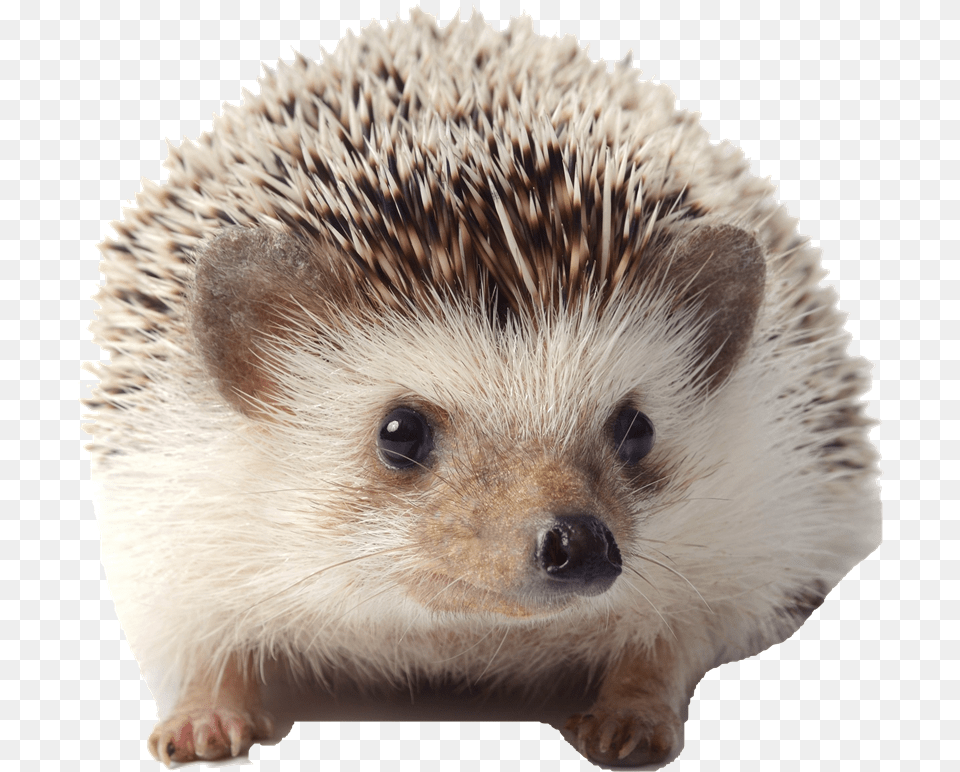 Hedgehog Background, Animal, Mammal, Rat, Rodent Png