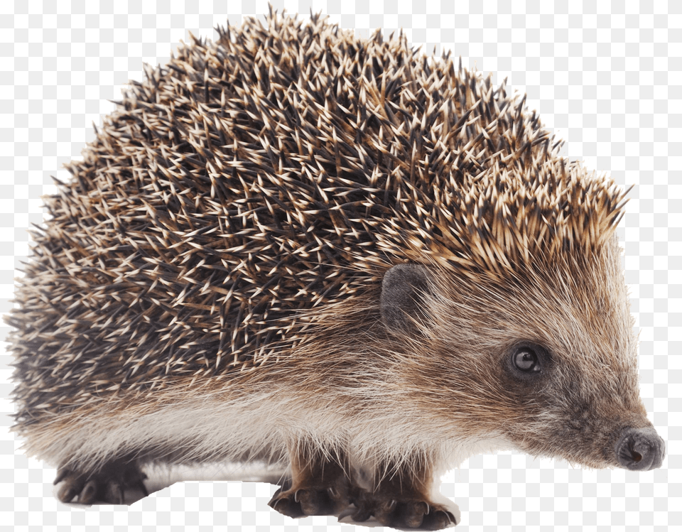 Hedgehog Background Porcupine Small, Animal, Mammal, Rodent, Rat Free Png