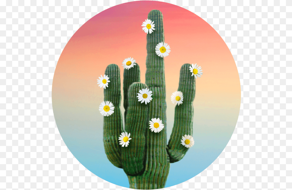 Hedgehog Cactus, Plant Png
