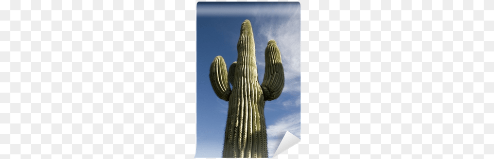 Hedgehog Cactus, Plant, Person, Clothing, Glove Free Transparent Png