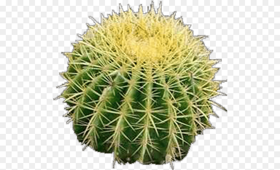 Hedgehog Cactus, Plant Free Png Download
