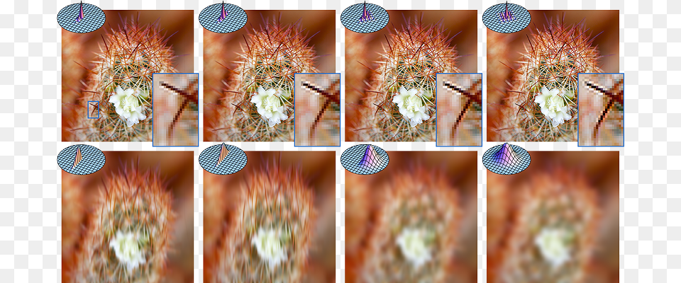 Hedgehog Cactus, Art, Collage, Plant Png