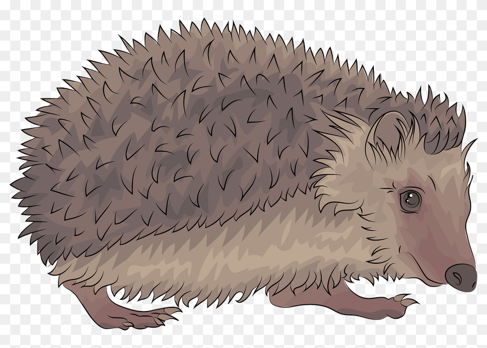 Hedgehog Clipart, Animal, Mammal, Fish, Sea Life Png Image