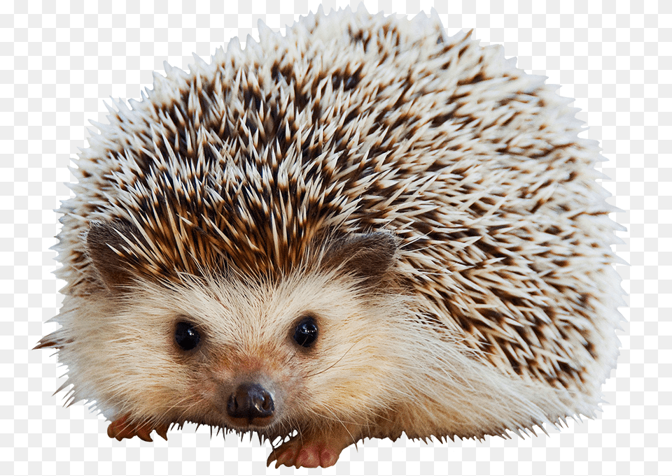 Hedgehog Clipart Cute Animal Mammals Covered With Quills, Mammal, Porcupine, Rodent Png