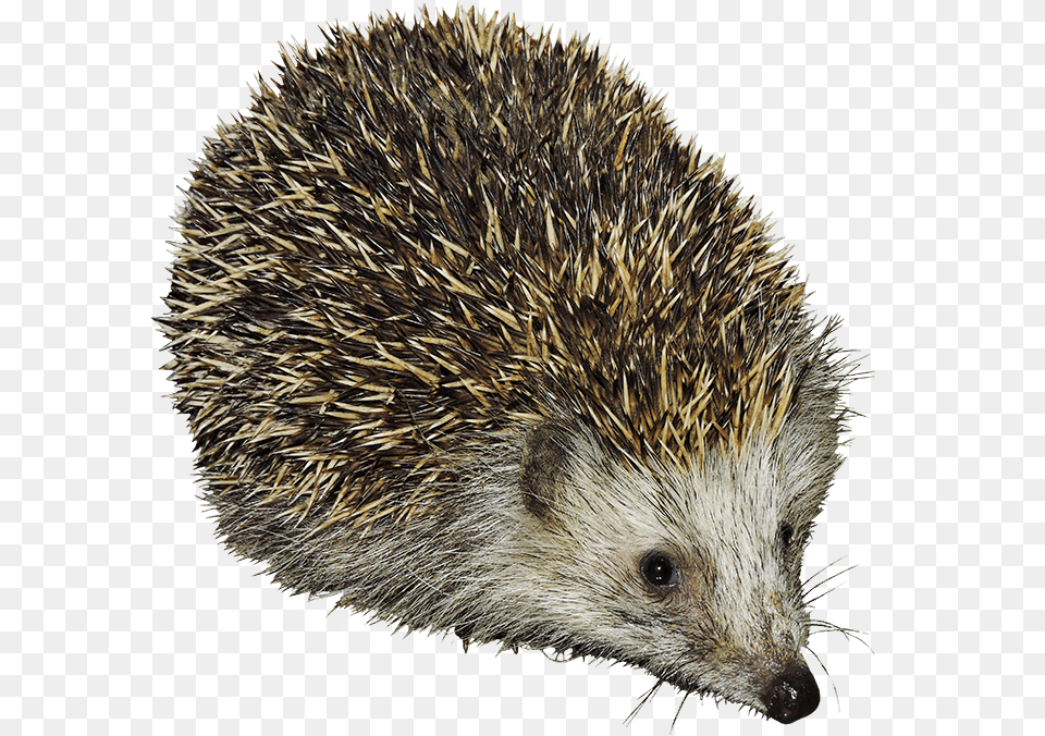 Hedgehog Clipart Hedgehogs Clipart, Animal, Mammal, Porcupine, Rodent Free Png Download