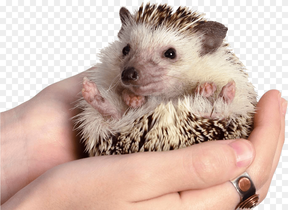 Hedgehog Clipart Long Do Hedgehogs Live, Animal, Mammal, Rat, Rodent Free Png Download