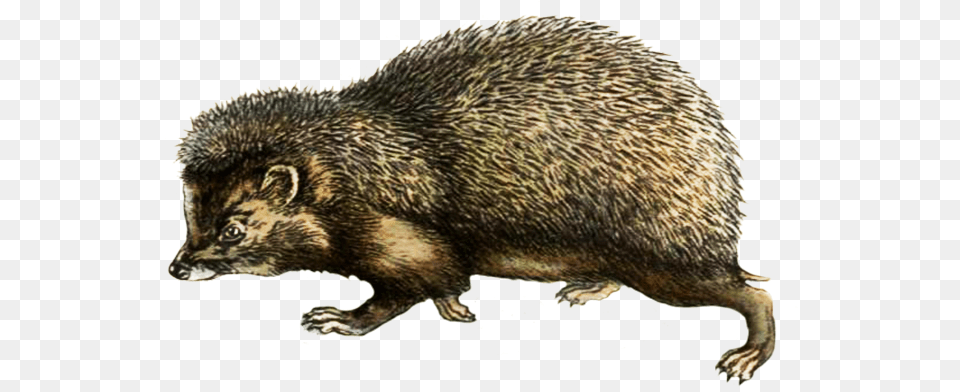 Hedgehog Clipart Punxsutawney Phil, Animal, Mammal, Rat, Rodent Free Png