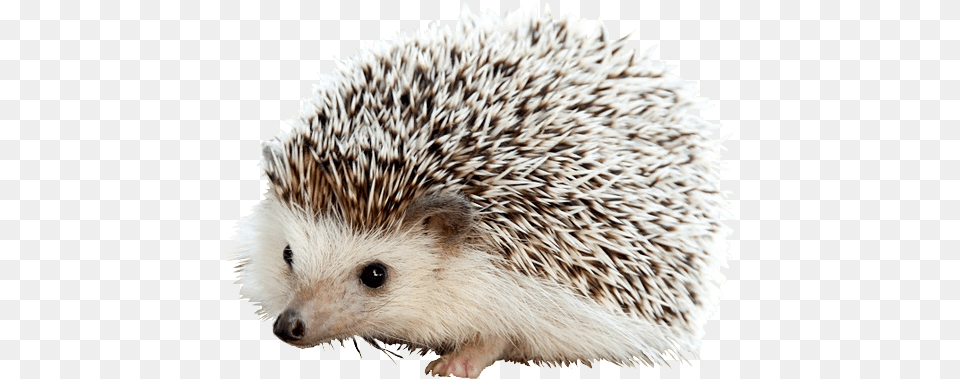 Hedgehog Cute Hedgehog, Animal, Mammal, Rat, Rodent Png