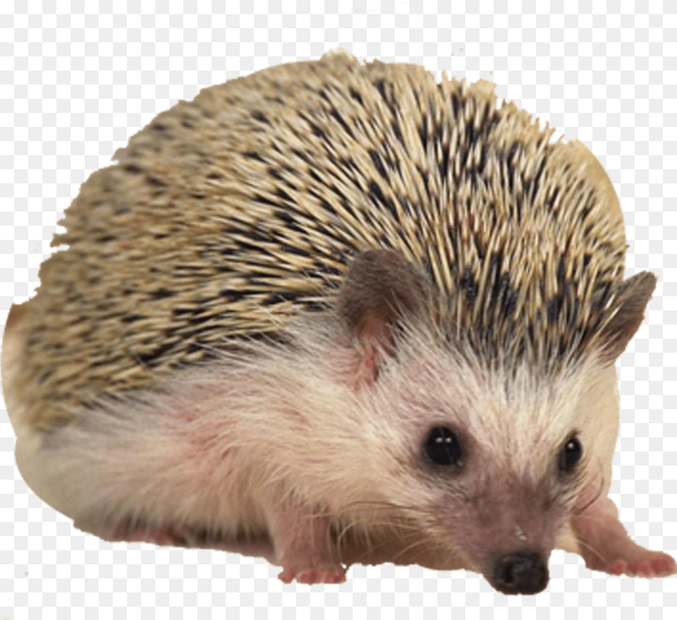 Hedgehog Download Porcupine Pet, Animal, Mammal, Rat, Rodent Free Transparent Png