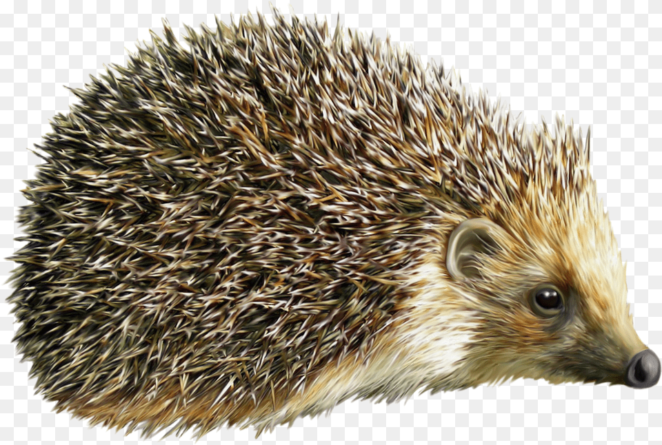 Hedgehog Ezh Na Prozrachnom Fone, Animal, Mammal, Porcupine, Rodent Free Png