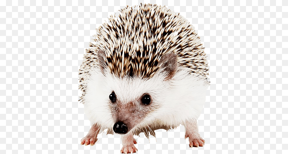 Hedgehog File Domesticated Hedgehog, Animal, Mammal, Bear, Wildlife Free Png