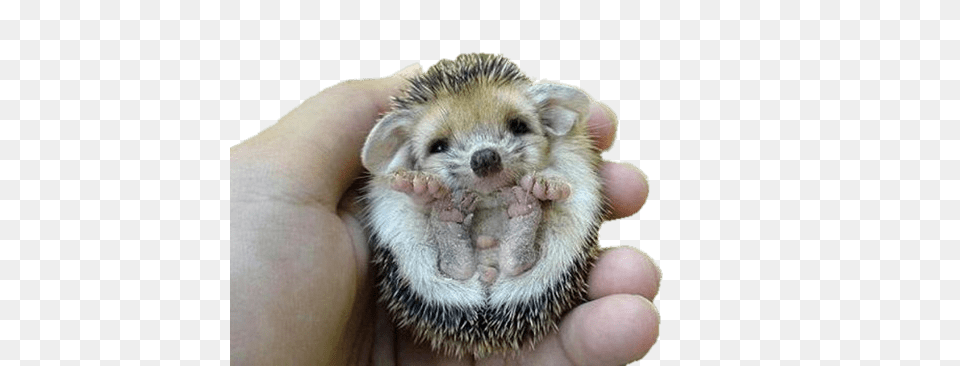 Hedgehog Flipped Over, Animal, Mammal, Canine, Dog Free Png