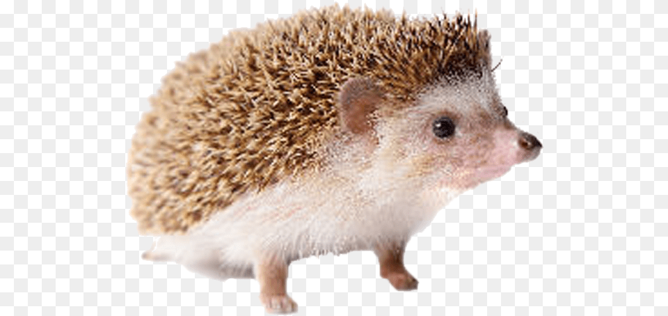Hedgehog Image Transparent Hedgehog, Animal, Mammal, Rat, Rodent Free Png