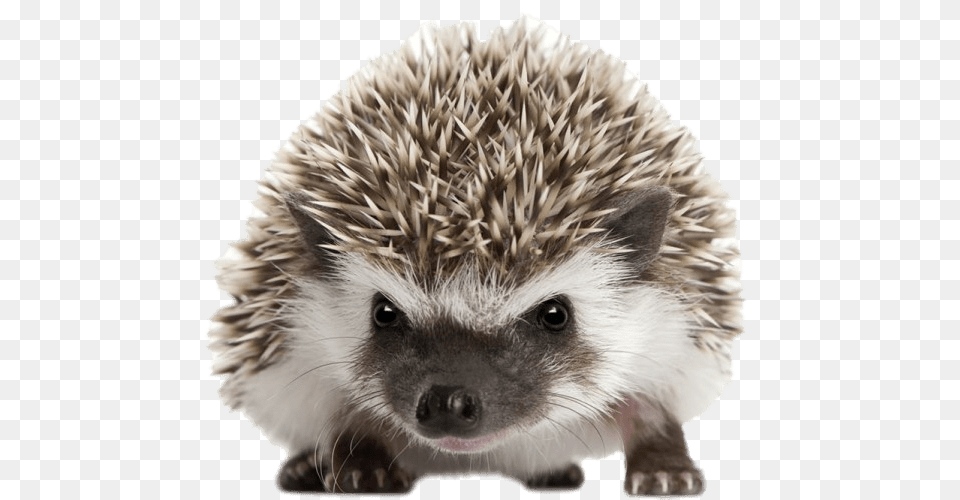Hedgehog Front View, Animal, Mammal, Porcupine, Rodent Png Image