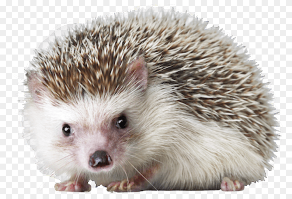 Hedgehog Hd Hedgehog, Animal, Mammal, Rat, Rodent Free Transparent Png