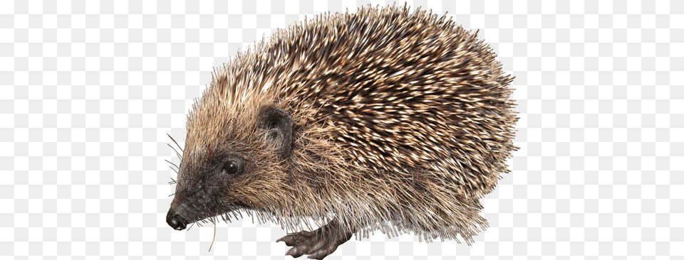 Hedgehog Hedgehog, Animal, Mammal, Rat, Rodent Png Image