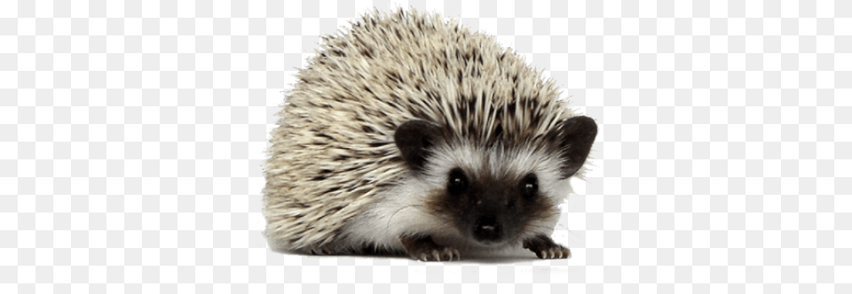Hedgehog Hedgehog, Animal, Mammal, Rat, Rodent Png Image