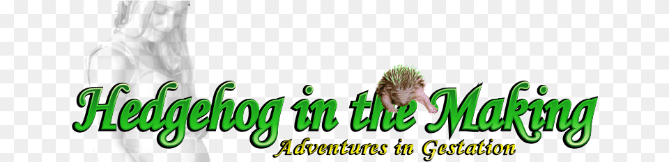 Hedgehog In The Making Pregnancy, Animal, Mammal, Baby, Person Free Png Download