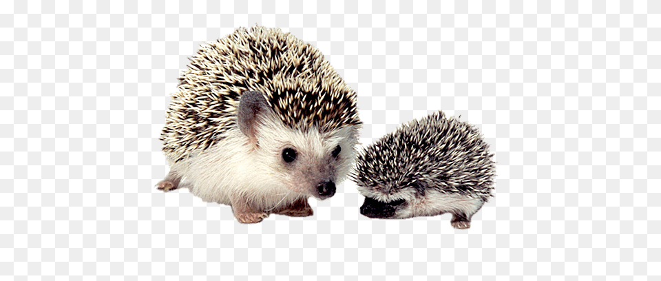 Hedgehog Mother And Baby, Animal, Mammal, Rat, Rodent Free Png