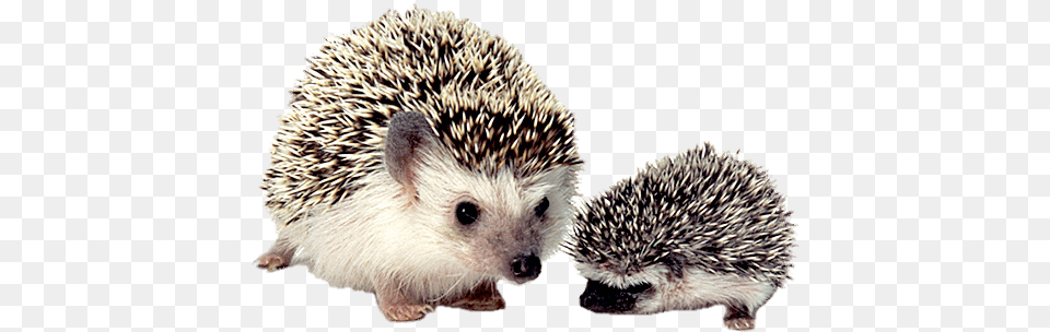 Hedgehog Mother And Baby Transparent Stickpng Cute Animal On Earth, Mammal, Porcupine, Rodent, Rat Png Image