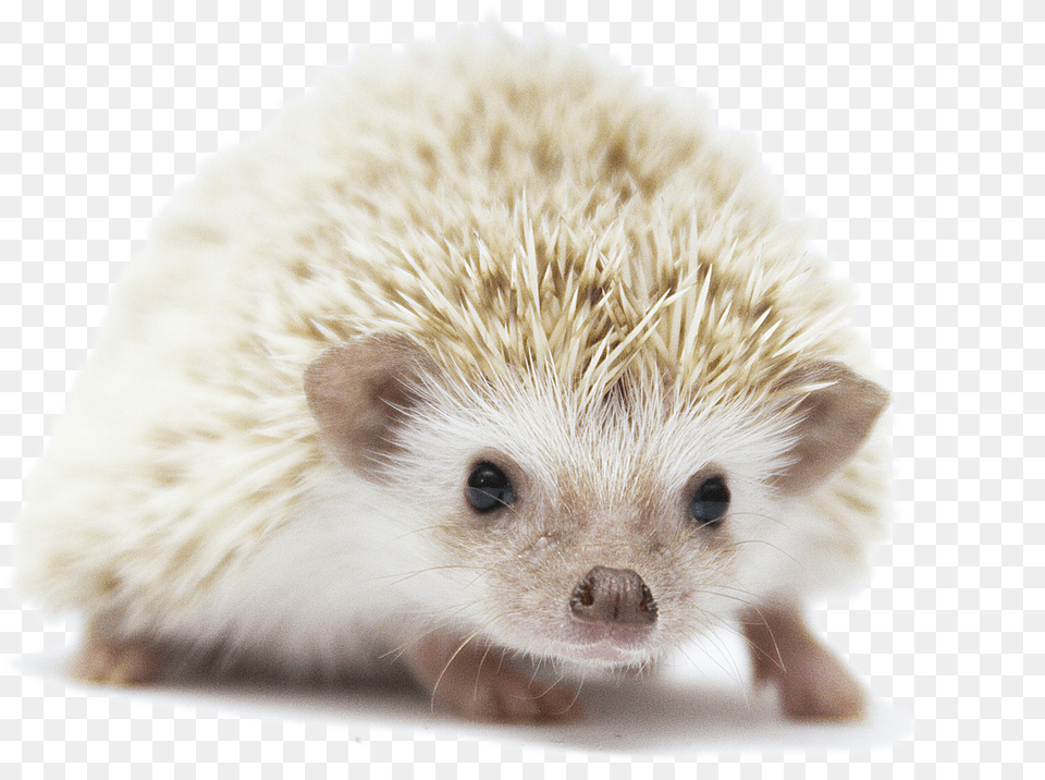 Hedgehog Photo Background Transparent, Animal, Mammal, Rat, Rodent Free Png Download