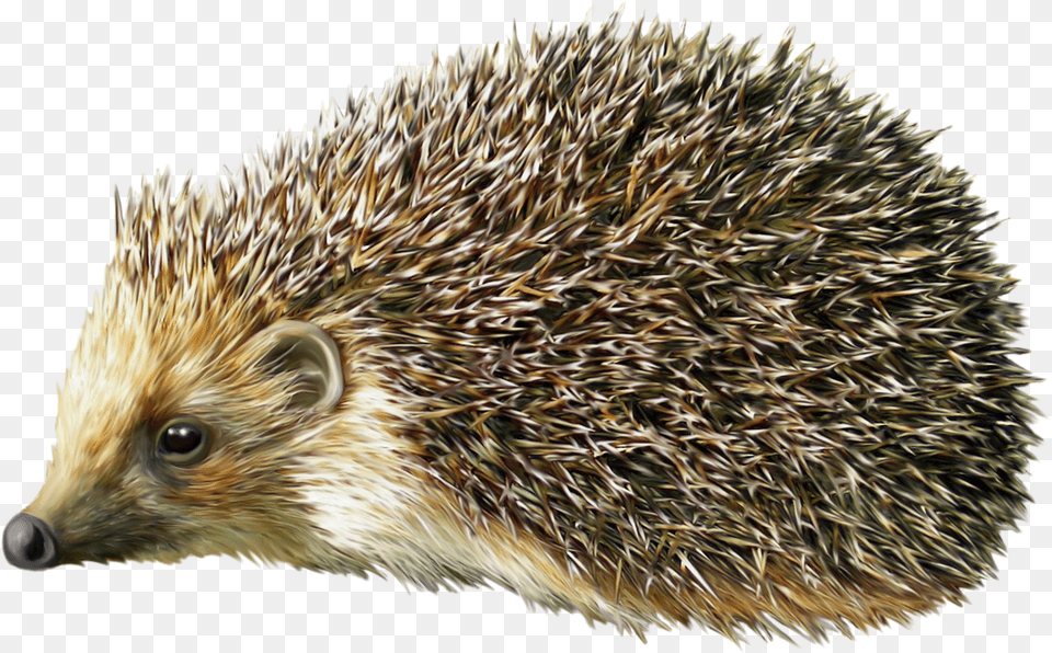 Hedgehog Porcupine, Animal, Mammal, Plant, Rodent Png