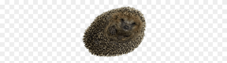 Hedgehog Rolled Up, Animal, Mammal, Rat, Rodent Free Png Download