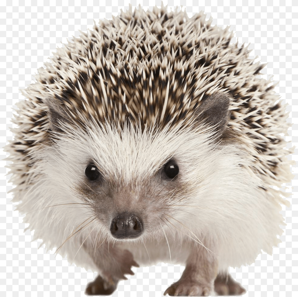 Hedgehog Transparent Background, Animal, Mammal, Rat, Rodent Free Png