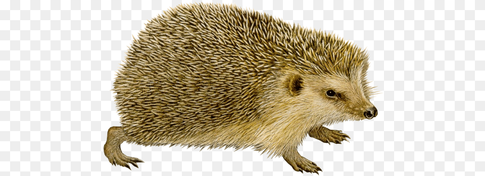 Hedgehog Zh, Animal, Mammal, Rat, Rodent Png Image