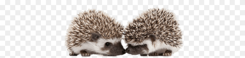 Hedgehogs Touching Snouts, Animal, Hedgehog, Mammal, Bear Free Transparent Png