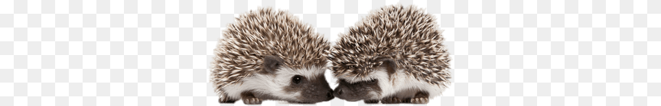 Hedgehogs Touching Snouts Hedgehog Baby, Animal, Mammal, Rat, Rodent Png Image