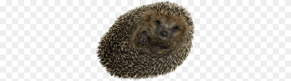 Hedgehogs Transparent Hedgehog Pet Rolled Up, Animal, Mammal, Rat, Rodent Png Image