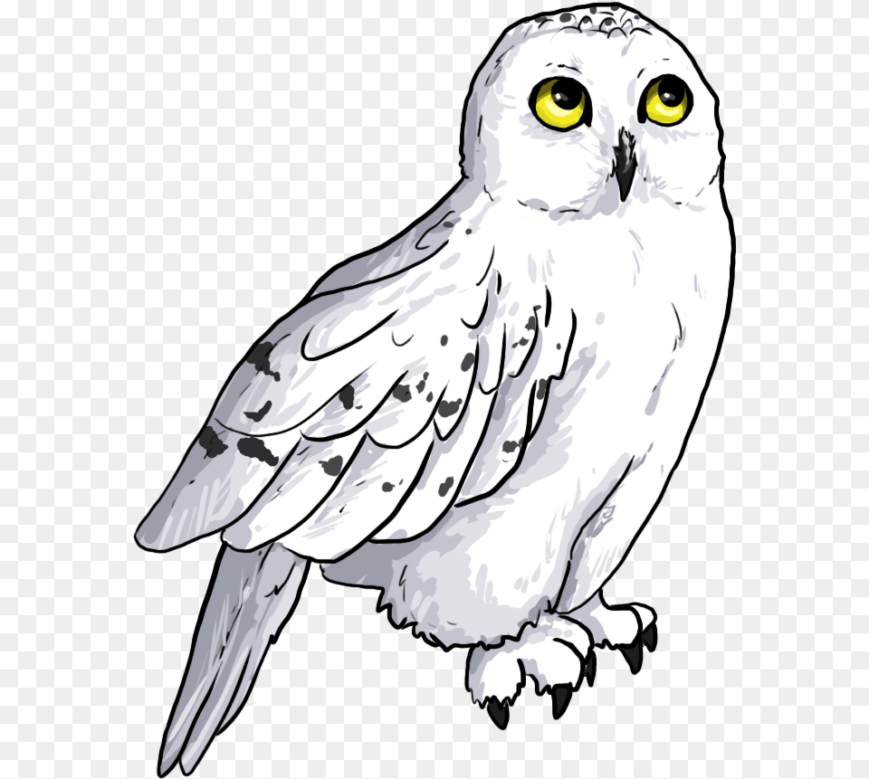 Hedwig 2 Hedwig, Animal, Bird, Owl Png Image