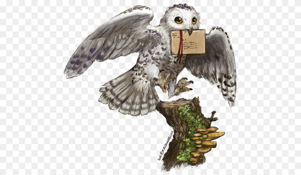 Hedwig, Accipiter, Animal, Bird, Buzzard Png Image