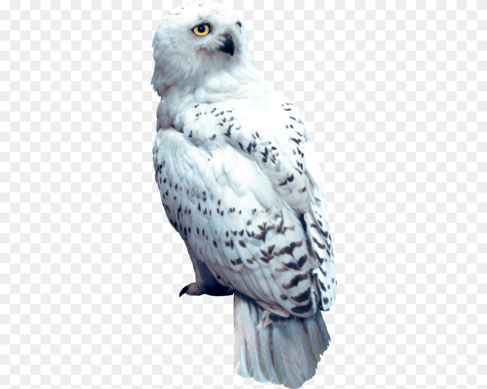 Hedwig Harry Potter And The Sorcerer39s Stone Hedwig, Animal, Bird, Owl, Beak Png Image