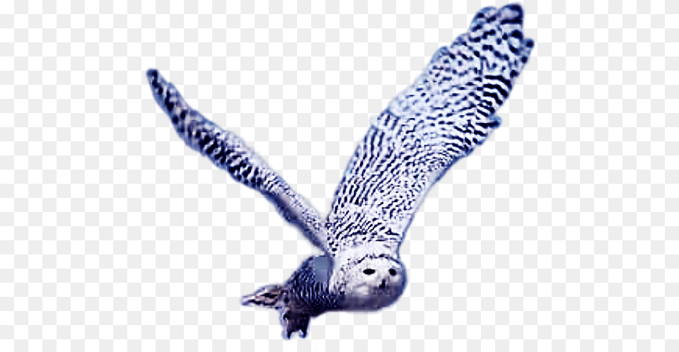 Hedwigowl Eulen Schneeeulen Meinetiere Red Shouldered Hawk, Animal, Bird, Owl Png
