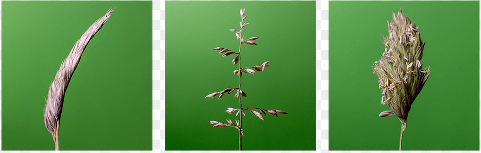 Heliconia, Grass, Plant, Reed, Animal Png