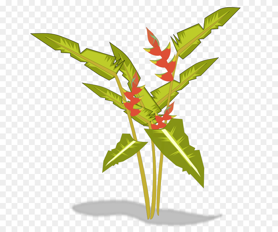 Heliconia, Flower, Flower Arrangement, Leaf, Plant Png Image